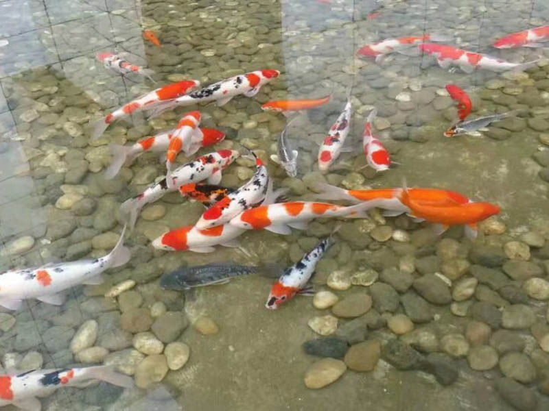 濟(jì)寧污水處理執(zhí)行一級(jí)排放標(biāo)準(zhǔn)