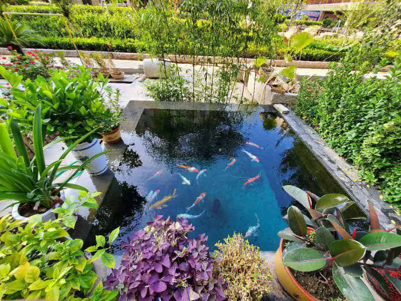 什么是既適合錦鯉生長又能夠給我們提供良好觀賞條件的水呢？