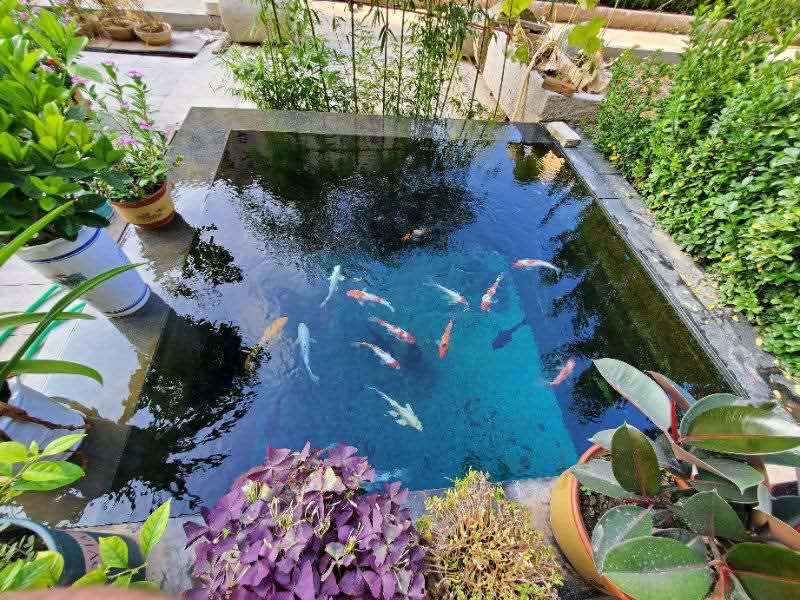 錦鯉養(yǎng)殖發(fā)展現狀